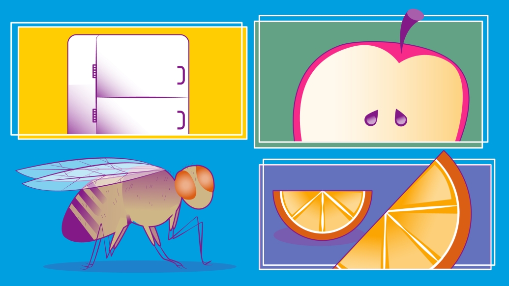 fruitfly hunger refrigerator apple orange