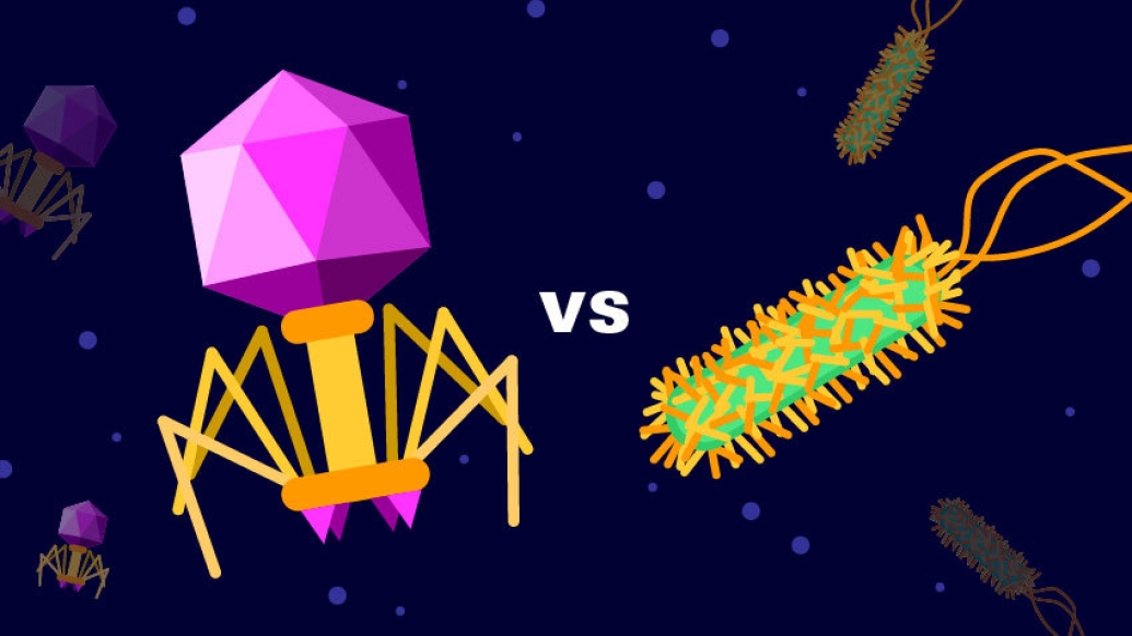 Bacteriaphage vs bacterium