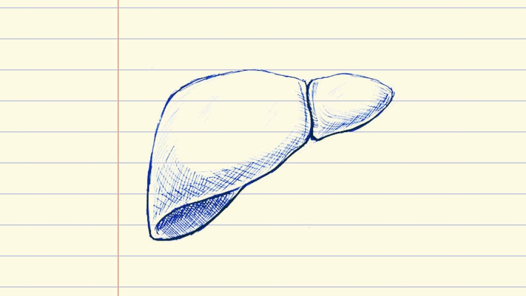 drawing of a liver