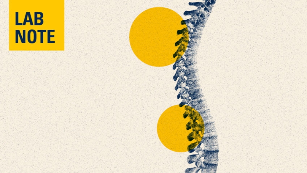 spine drawing lab notes