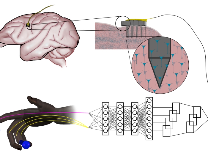 Brain wiring diagram prosthetic hand