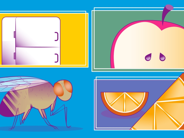 fruitfly hunger refrigerator apple orange