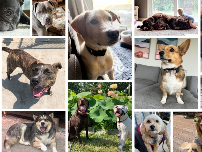 dogs collage