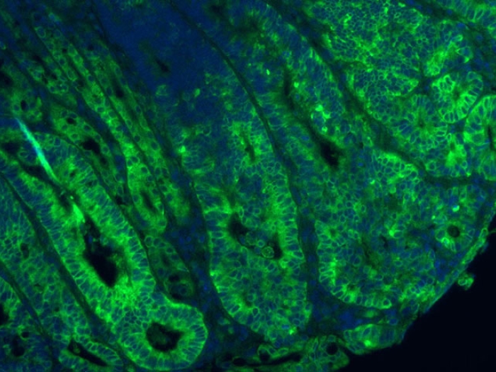 Blue green cell microscopic amino