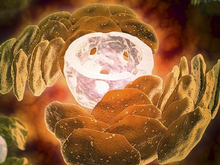 Cell Nucleus Orange Green Reticulum