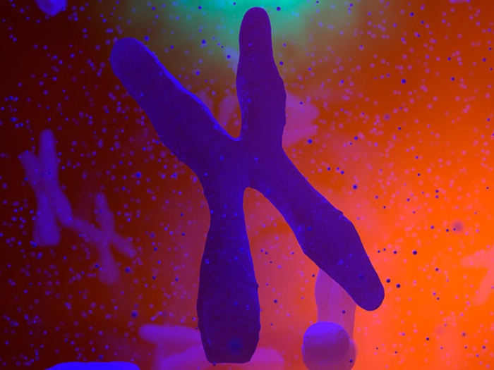 Chromosome X Microscopic Purple Gene
