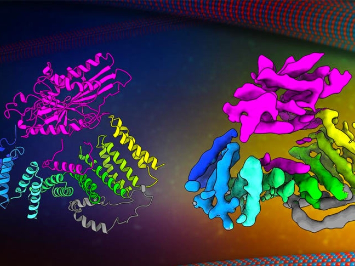 colorful cells proteins in microscopic view