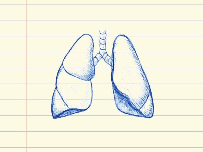 drawing of lungs