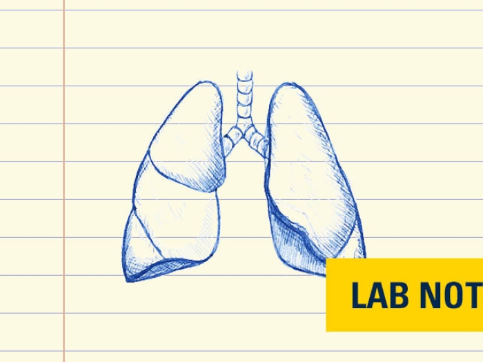 drawing of lungs in blue ink on lined paper