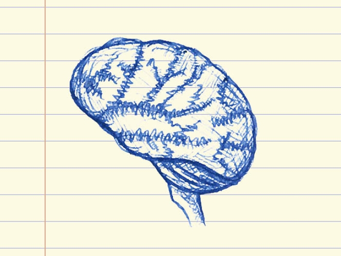 Drawing of brain