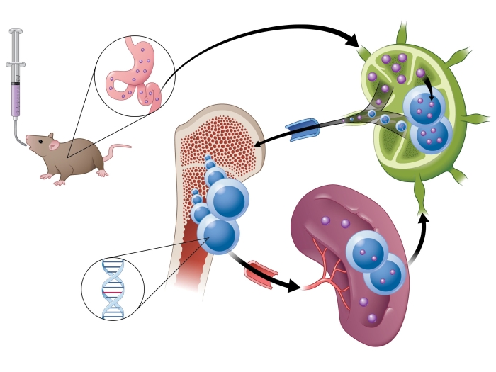 A model demonstrating how this type of novel drug is absorbed through the lymphatic system.