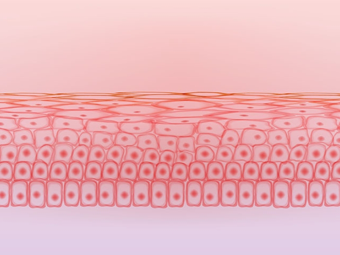 graphic of pink orange skin tissue cell