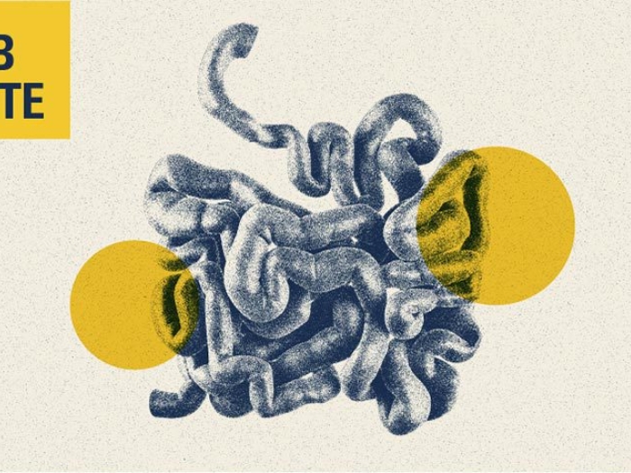 small intestine drawing lab notes