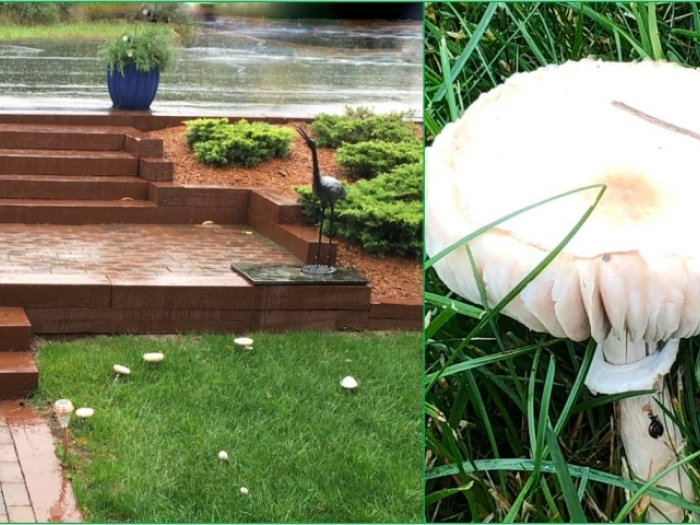 Yard with mushroom (left) and closeup of a mushroom (right)
