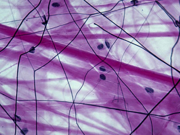 Connective tissue slide