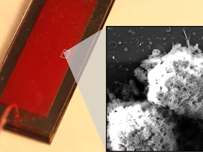 immune cells on red plate with images in black and white on right