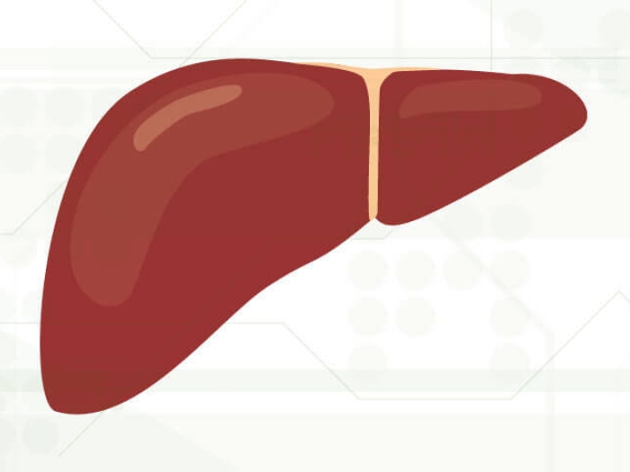 Liver