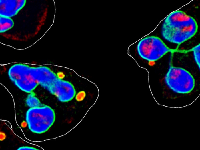 nuclear cells in green blue red black background