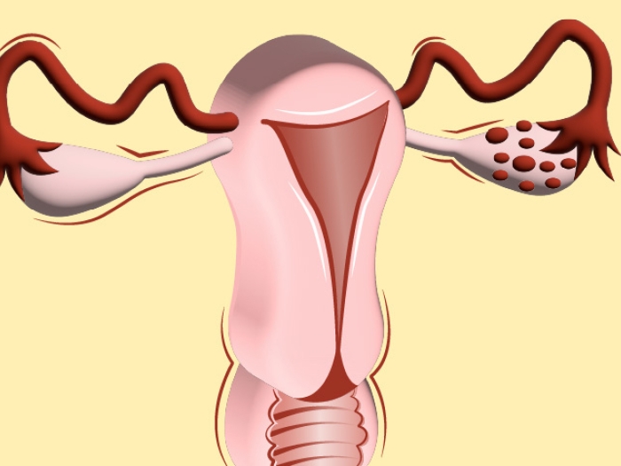 ovaries and fallopian pink red and yellow background