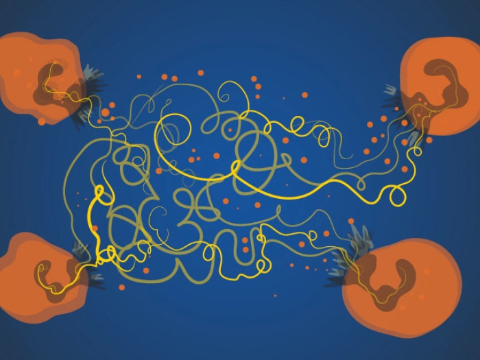 protein pig intestine infection immune