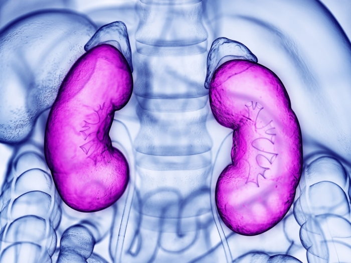 purple kidneys on blue scan