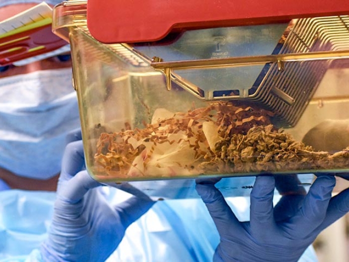 Photo of researcher suited up holding tank with mouse inside.