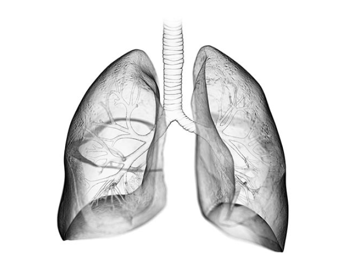 grey transparent lungs seeing brachial branching