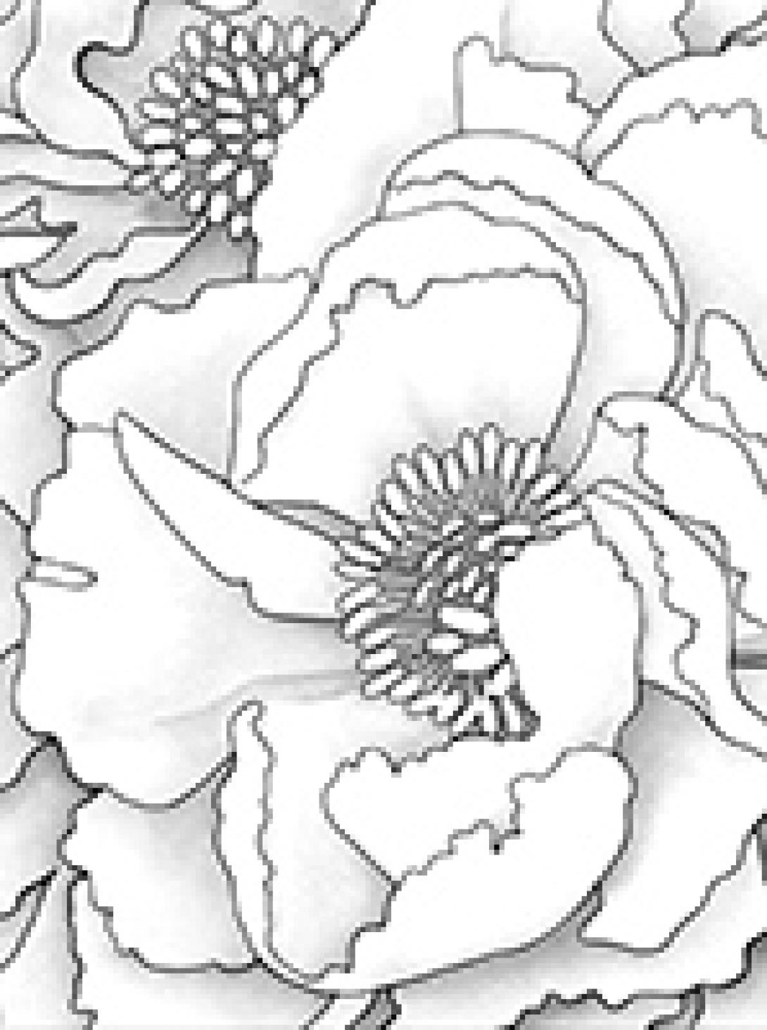 Peonies coloring page